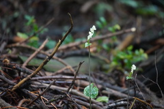 Disperis lindleyana