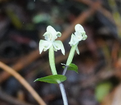 Disperis lindleyana