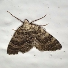 Colostygia multistrigaria