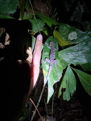 Cyrtodactylus ranongensis