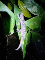 Cyrtodactylus ranongensis