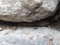 Milacidae