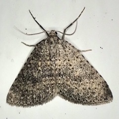 Colostygia multistrigaria