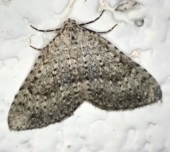 Colostygia multistrigaria