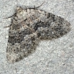 Colostygia multistrigaria