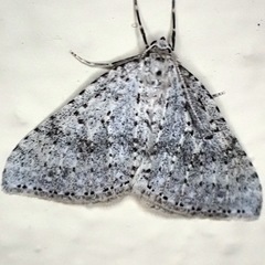 Colostygia multistrigaria