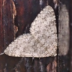 Colostygia multistrigaria