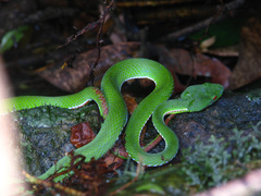 Trimeresurus popeiorum