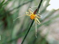 Oxyopes