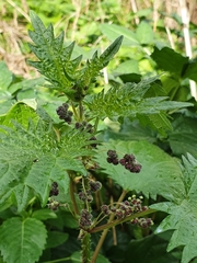 Urtica pilulifera