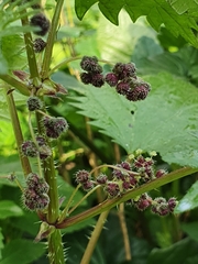 Urtica pilulifera