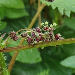 Urtica pilulifera