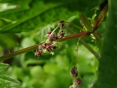 Urtica pilulifera