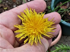 Taraxacum exacutum