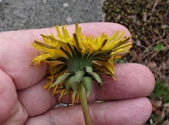 Taraxacum exacutum