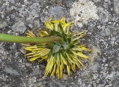 Taraxacum exacutum