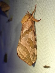 Sthenopis purpurascens