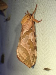 Sthenopis purpurascens