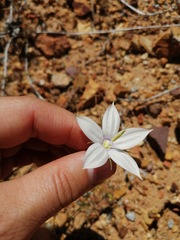 Prismatocarpus crispus