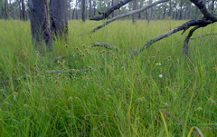 Centranthera cochinchinensis