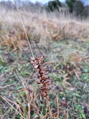 Anacamptis pyramidalis