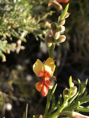 Jacksonia furcellata
