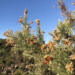 Jacksonia furcellata