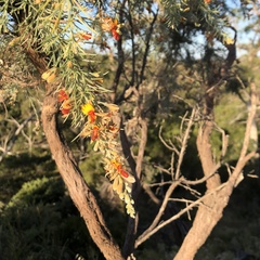 Jacksonia furcellata