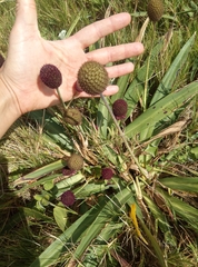 Eryngium sanguisorba