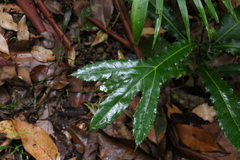 Hicksbeachia pinnatifolia