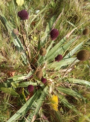 Eryngium sanguisorba
