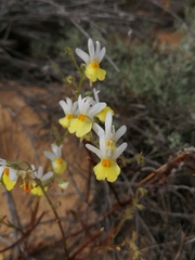 Nemesia ligulata