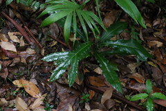 Hicksbeachia pinnatifolia