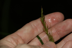 Carex brunnea