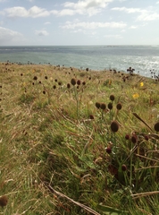 Eryngium sanguisorba