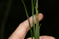 Carex brunnea