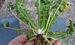 Taraxacum ekmanii