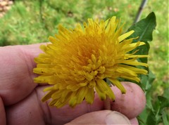 Taraxacum ekmanii