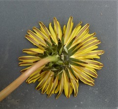 Taraxacum ekmanii