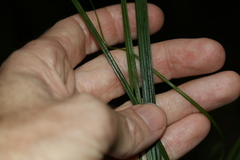 Carex brunnea