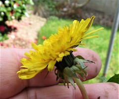 Taraxacum ekmanii