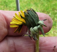 Taraxacum ekmanii