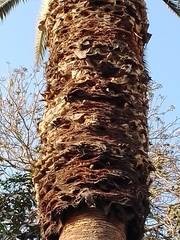 Passer domesticus