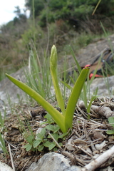 Spiranthes aestivalis