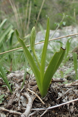 Spiranthes aestivalis