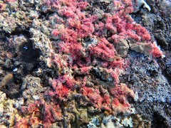 Marchandiomyces corallinus