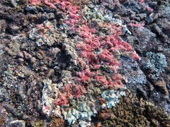 Marchandiomyces corallinus