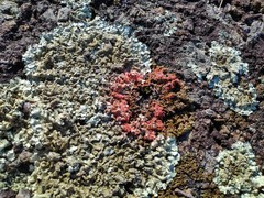 Marchandiomyces corallinus