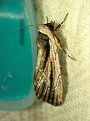 Sympistis badistriga