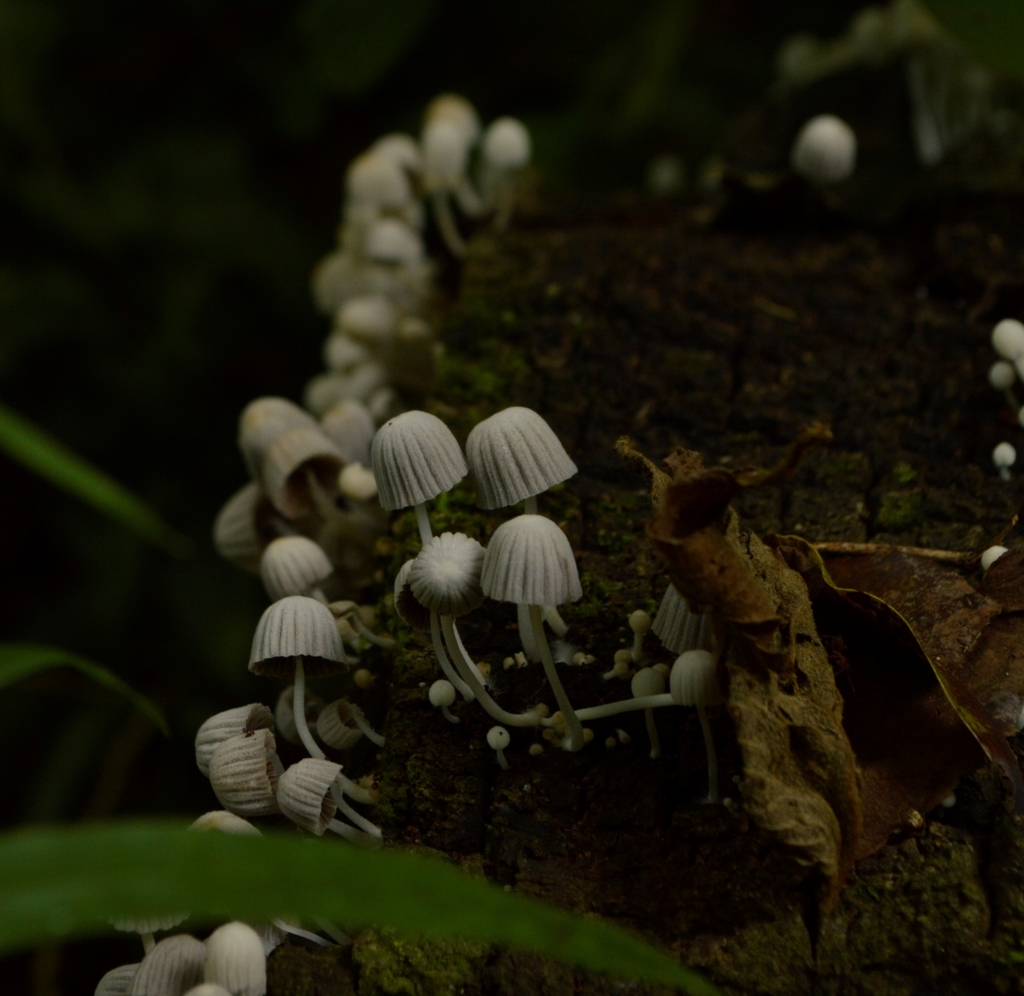 Coprinellus disseminatus · January 2018 · photo: © evaristoso (iNaturalist, cc-by)